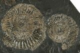 Fossil Ammonite (Dactylioceras) Cluster - Posidonia Shale, Germany #304971-1